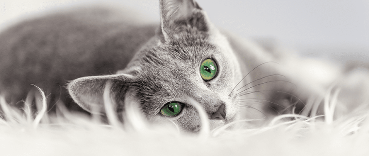 chat